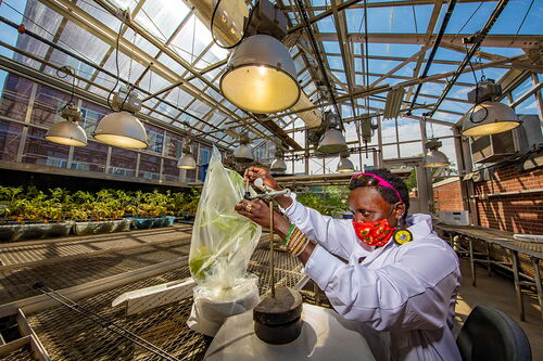 Esther Ngumbi examining tomato plants