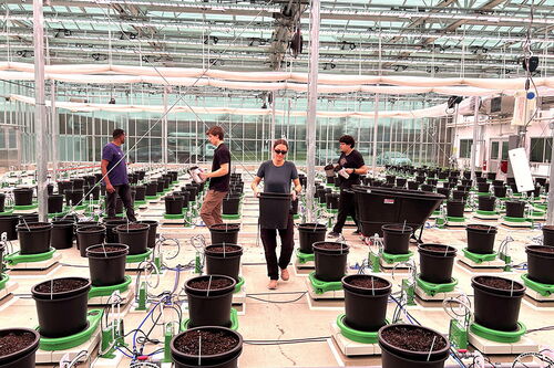 Sugarcane research in greenhouse