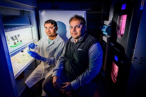 Chloroplast researchers in a lab