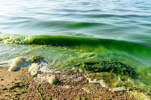 Algal bloom