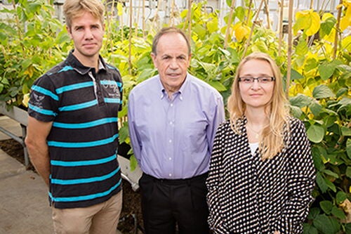 Scientists tweak photosynthesis to boost crop yield