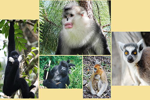 Experts: Many nonhuman primates face extinction