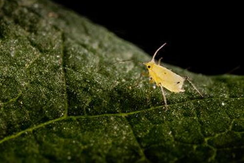Team nebulizes aphids to knock down gene expression