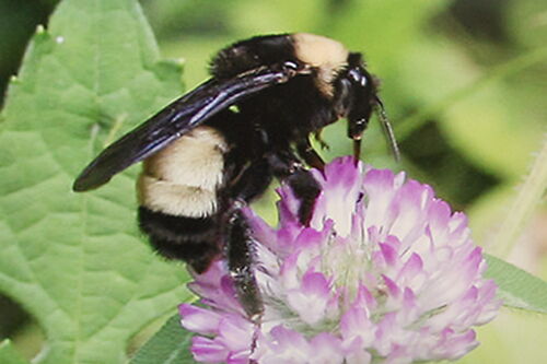 What is killing the bees?