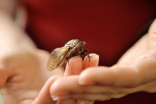 Cicada wings may inspire new surface technologies