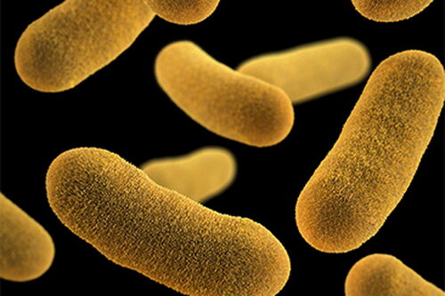 Slowing bacteria may be more effective than killing them
