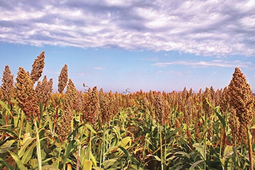 U.S. Department of Energy grant will fund sorghum research at Illinois