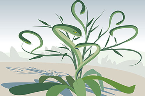 Some plants grow bigger (and meaner) when clipped, study finds