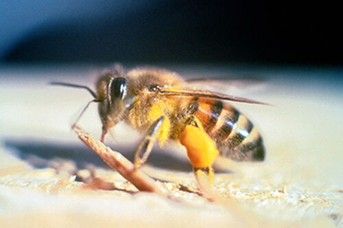 Genomic study explores evolution of gentle &lsquo;killer bees&rsquo; in Puerto Rico