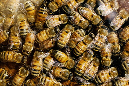 Agricultural fungicide attracts honey bees, study finds