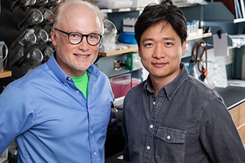 U of I study: Disease-causing stomach bug attacks energy generation in host cells