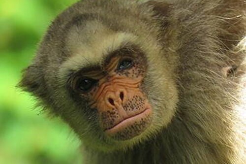 Anthropologist: Primates face deepening threat of extinction