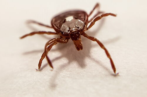 Should we worry about ticks this summer?