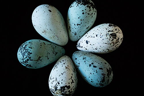 Pointy eggs more likely to stay in cliffside nests, study finds