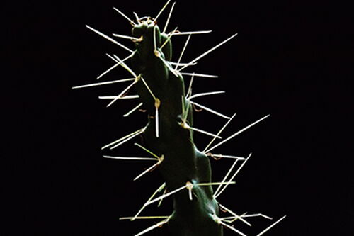 Beware the jumping cholla