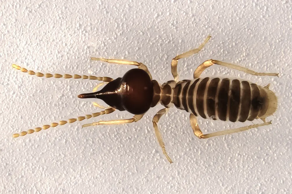 Soldier termite