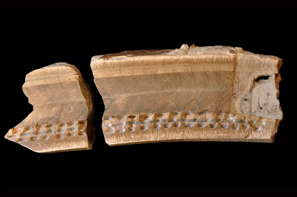 Ancient sloth tooth