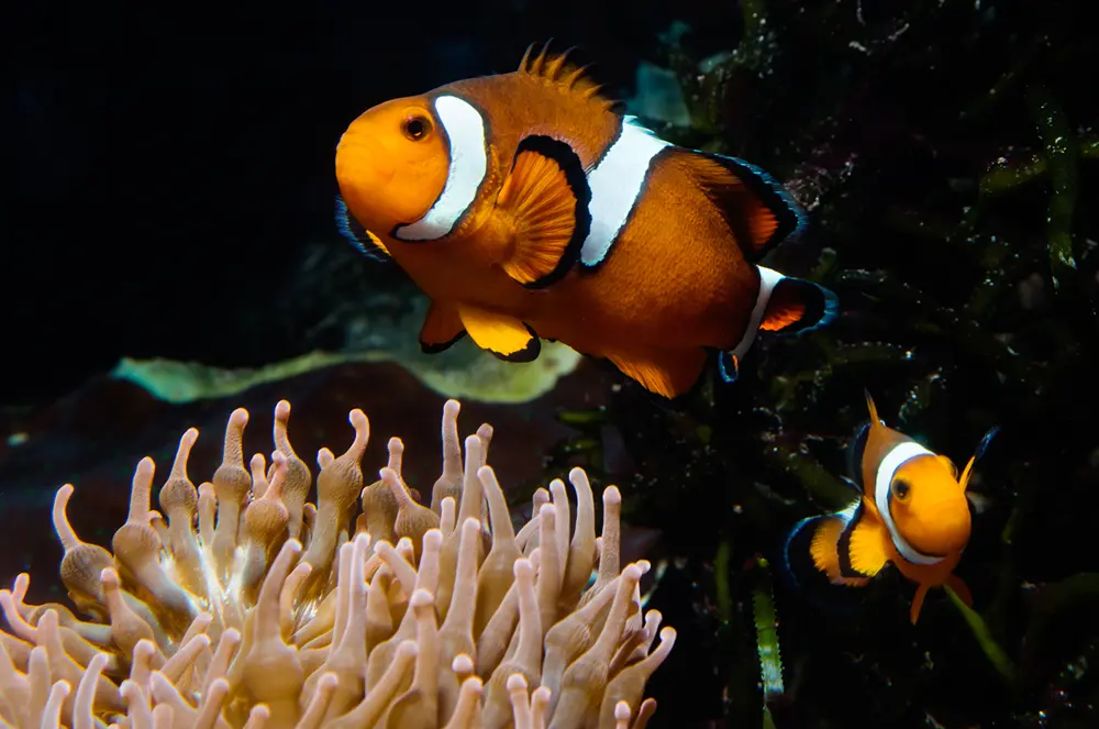 Anemonefish