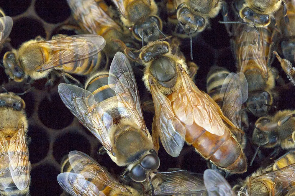 Honey bees