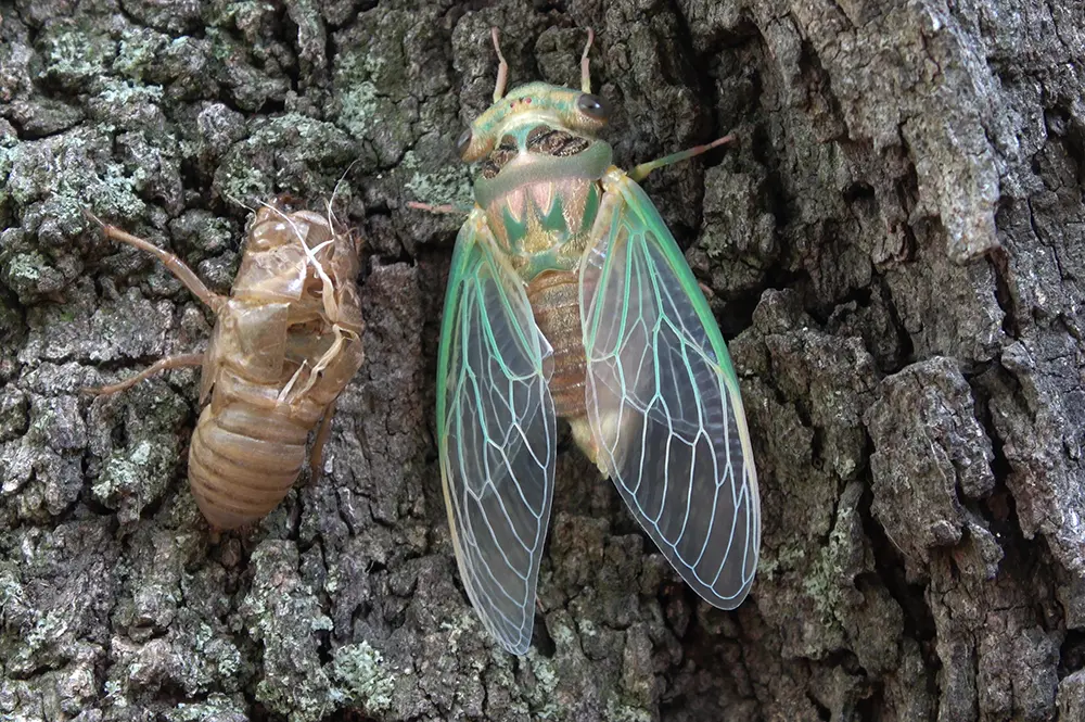 An exoskeleton and a cicada