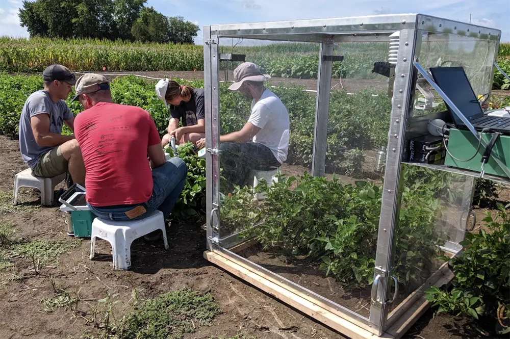 Researchers studying cowpeas