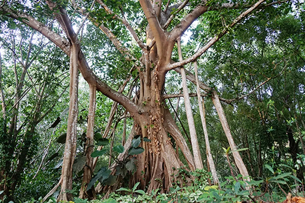 Banyan tree