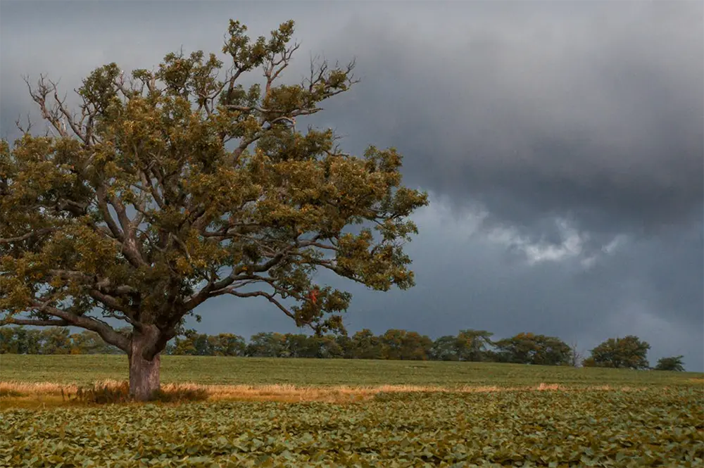 Tree on the Illinois prairie