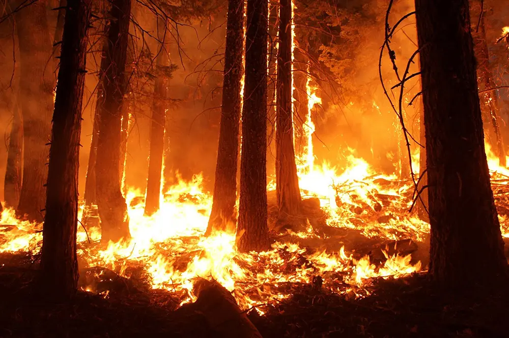 Wildfires