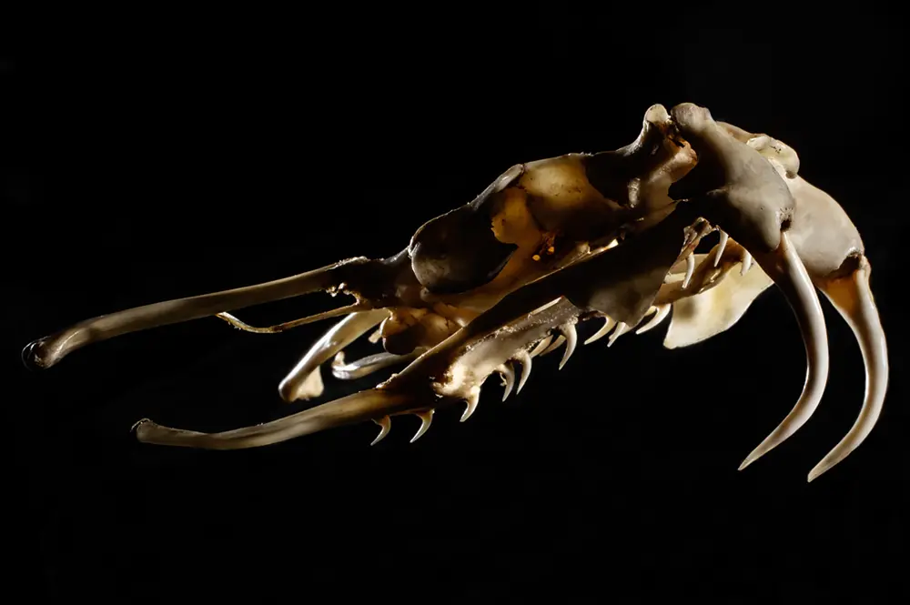 Viper skull