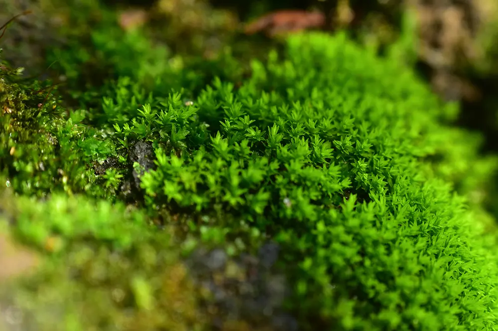 Mosses