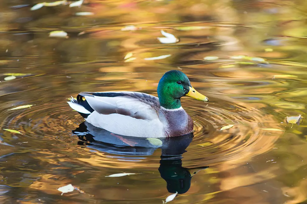 A duck in water