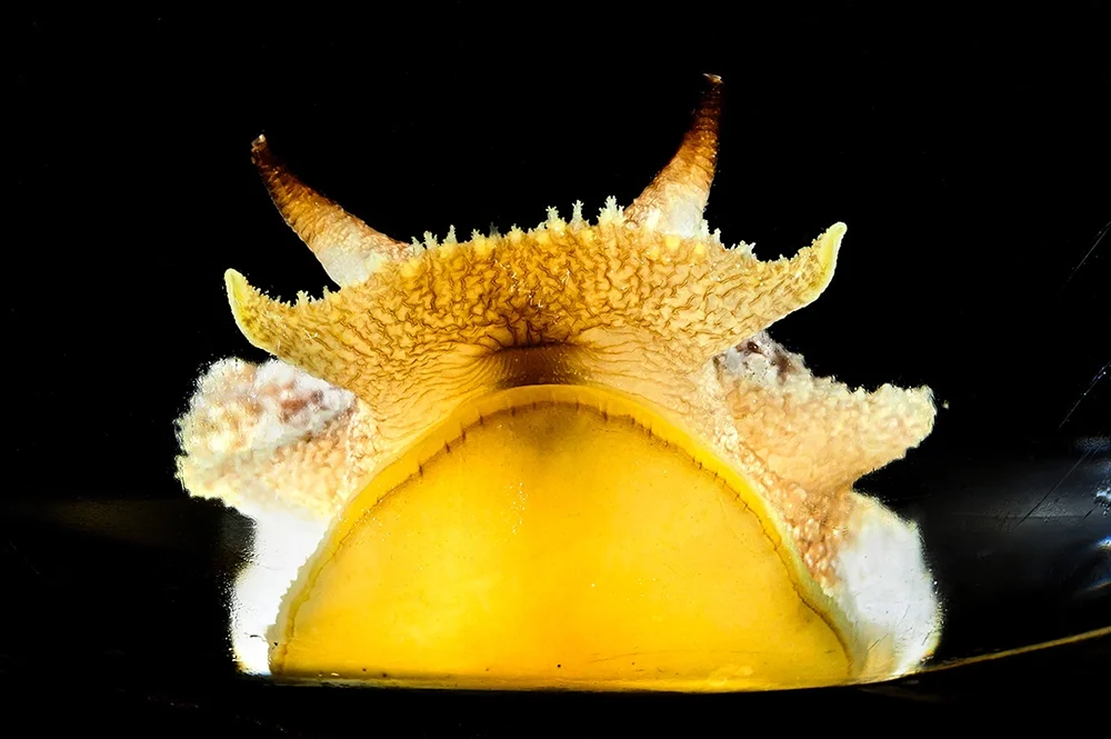 Sea slug