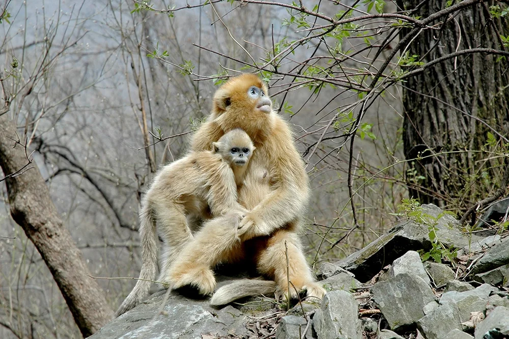 Asian colobine monkeys