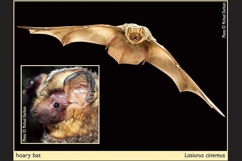Bat from Illinois
