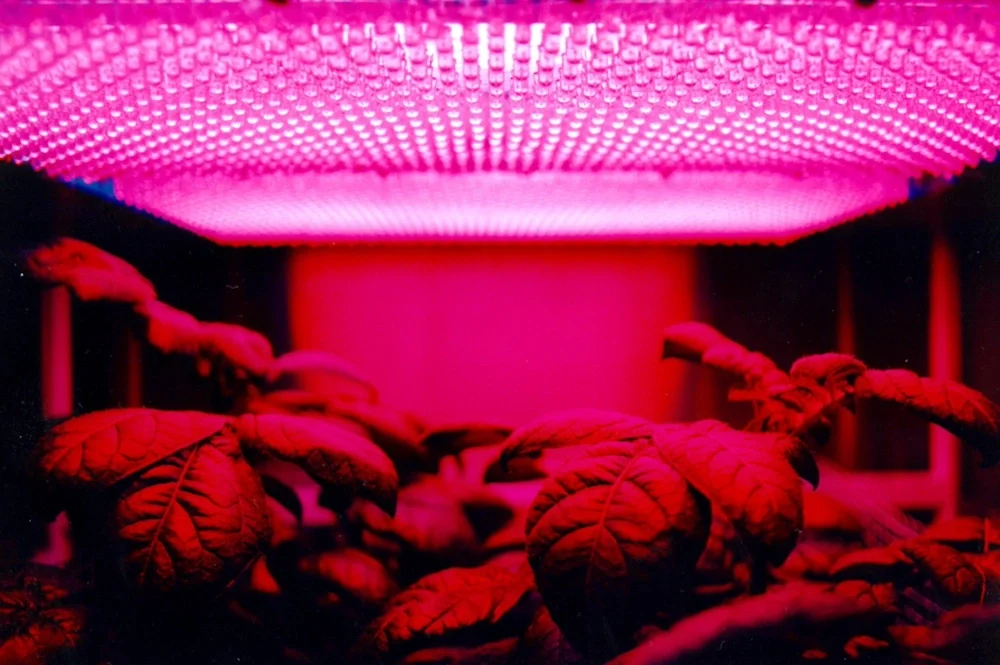 Plants under a purple light