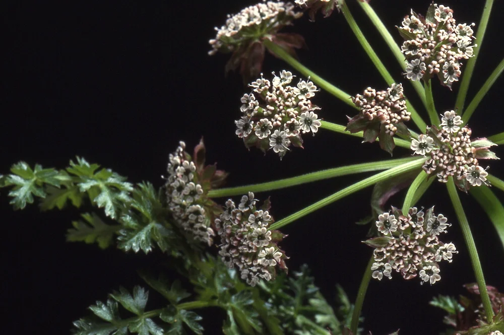 Umbellifers