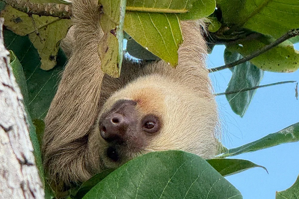 Sloth in the Panamanian forest