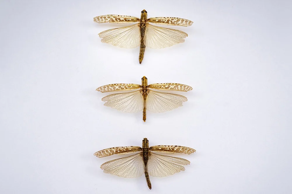 Grasshoppers with hindwings extended