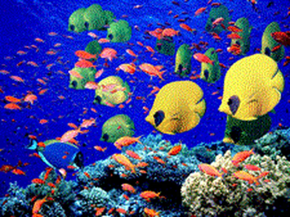 Fighting Dandruff and Monitoring Oceans