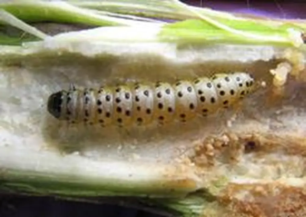 Attack of the Webworms!