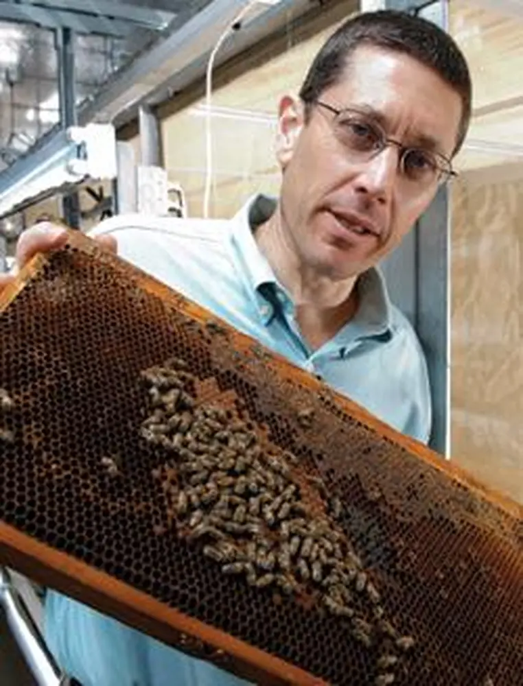 Honey Bees High on Cocaine