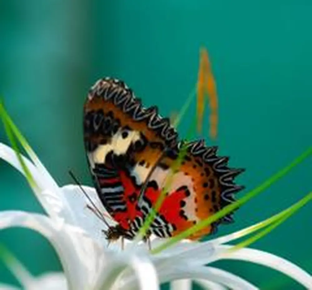 A Bug's Life