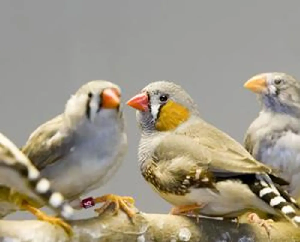 The Singing Genome