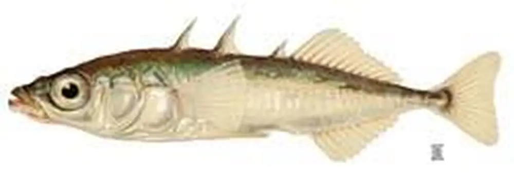 Can a Fish Be Mr. Personality?