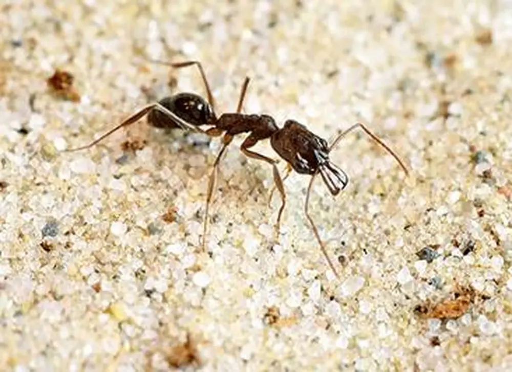 Float like a butterfly, sting like a trap-jaw ant?