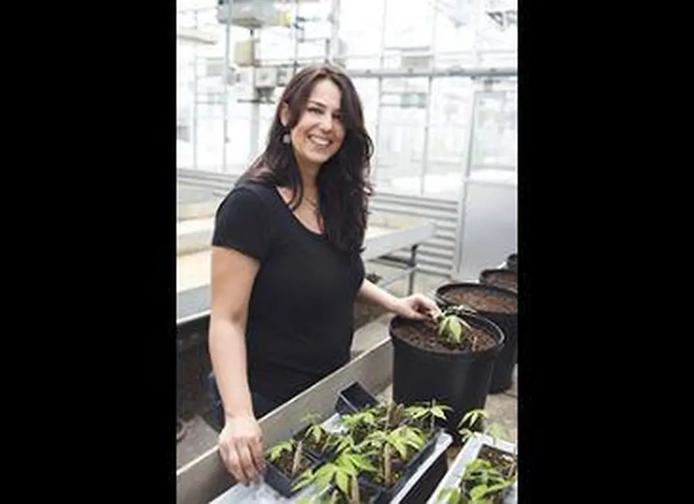 High hopes for cassava