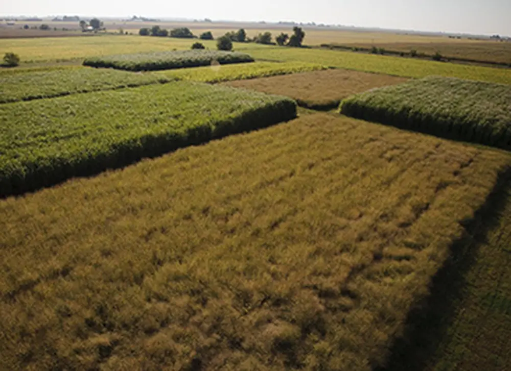 Open-source plant database confirms top U.S. bioenergy crop