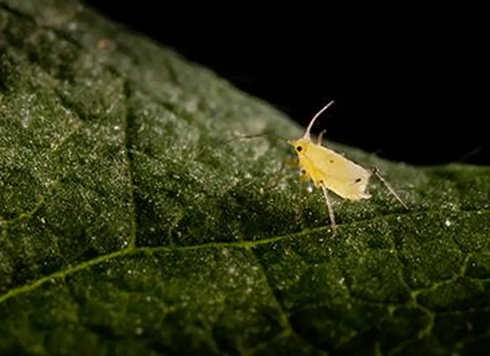 Team nebulizes aphids to knock down gene expression