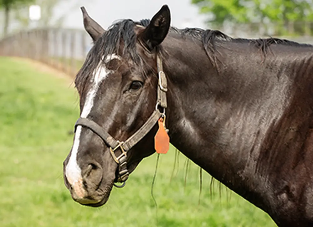 Illinois hosting inaugural human-animal studies institute