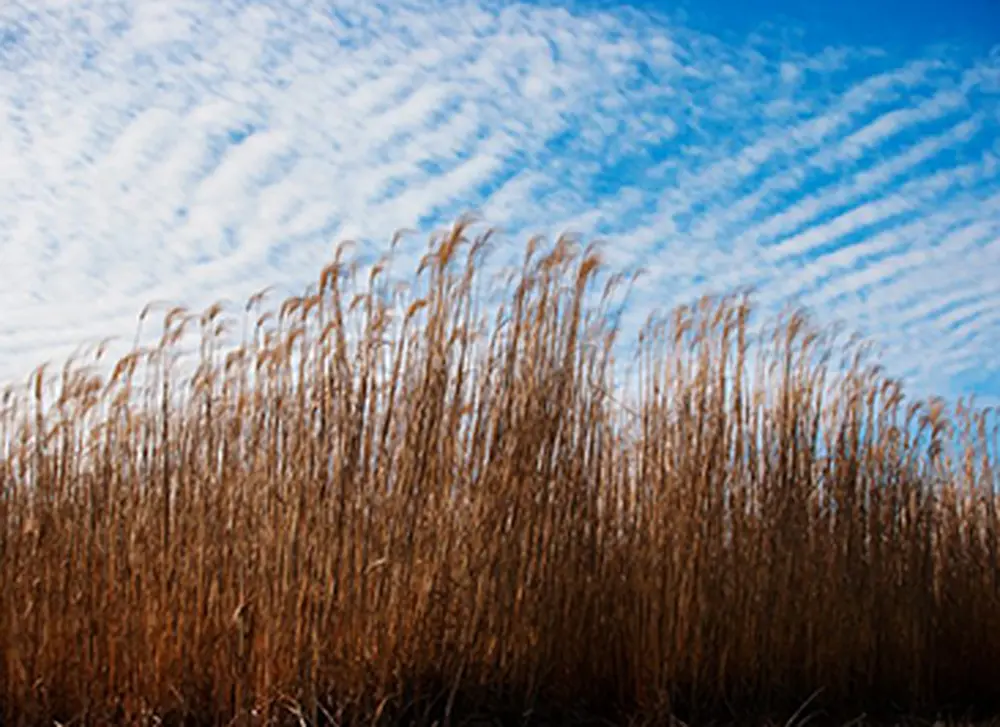 Bioenergy research center to launch at Illinois 